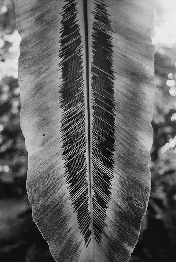 Anouk Tschanz, Blatt, 2018, aus der Serie: Blätter