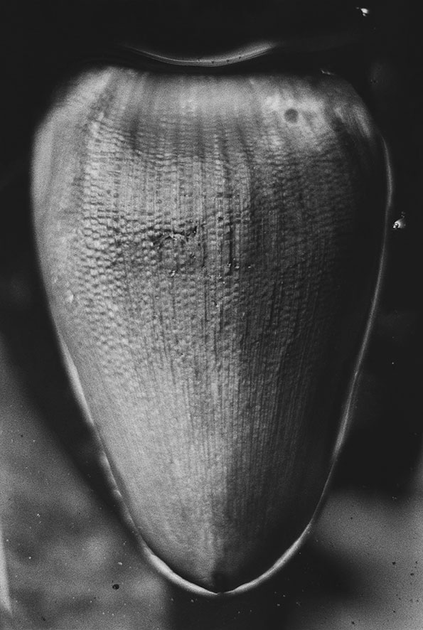 Anouk Tschanz, Blatt, 2019, aus der Serie: Blätter