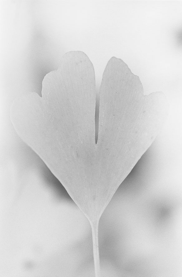 Anouk Tschanz, Blatt, 2020, aus der Serie: Blätter