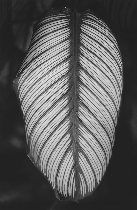 Anouk Tschanz, Blatt, 2020, aus der Serie: Blätter