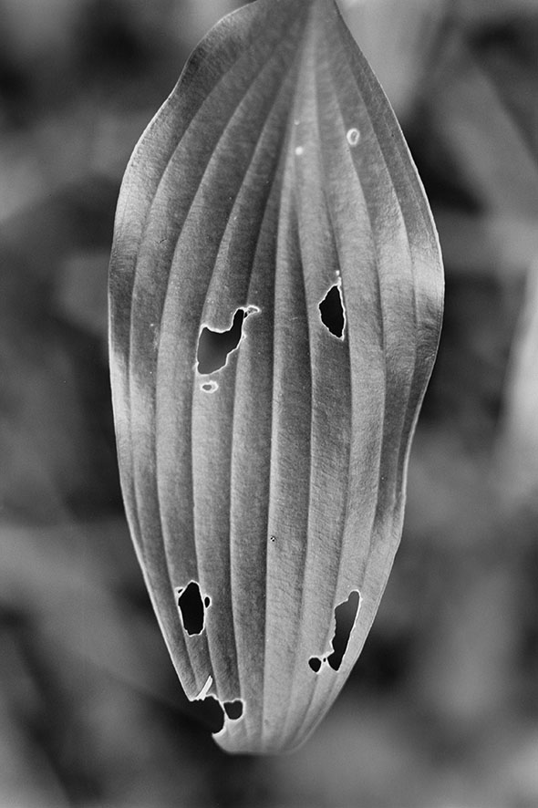Anouk Tschanz, Blatt, 2021, aus der Serie: Blätter