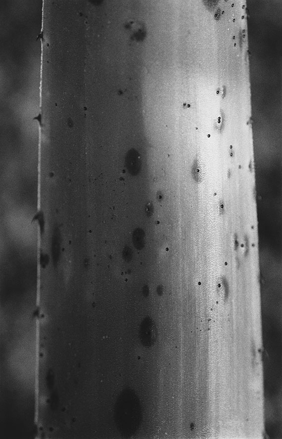 Anouk Tschanz, Blatt, 2022, aus der Serie: Blätter