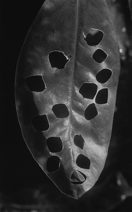 Anouk Tschanz, Blatt, 2022, aus der Serie: Blätter