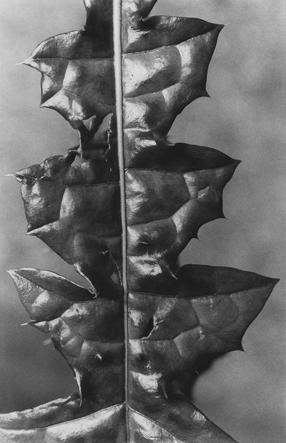 Anouk Tschanz, Blatt, 2022, aus der Serie: Blätter