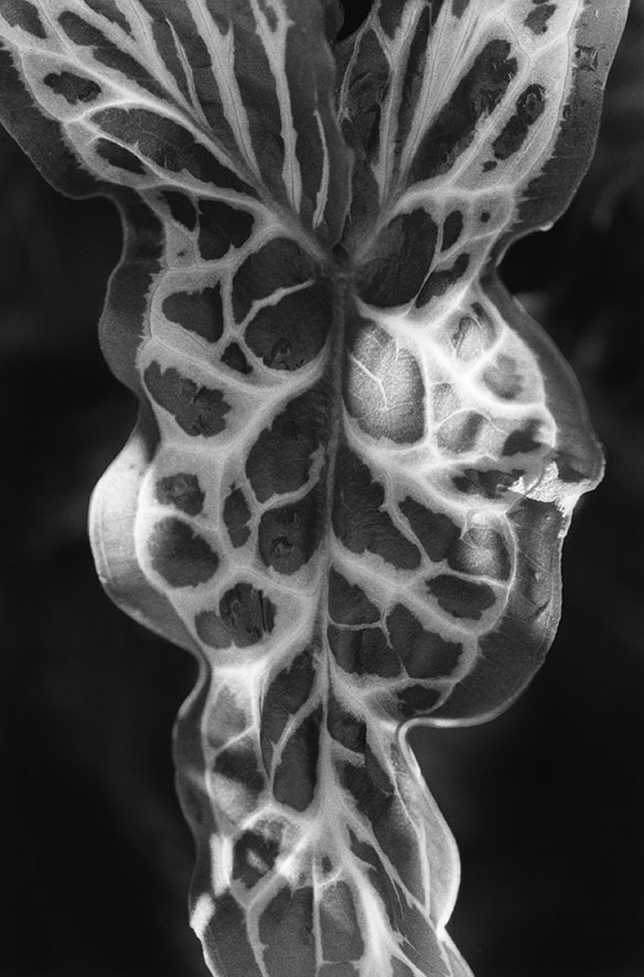 Anouk Tschanz, Blatt, 2024, aus der Serie: Blätter