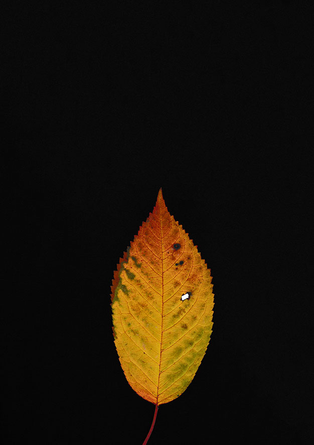 Rosa John, Ohne Titel, 2026, aus der Serie: Anleitung für eine Kamera, 2016–2021