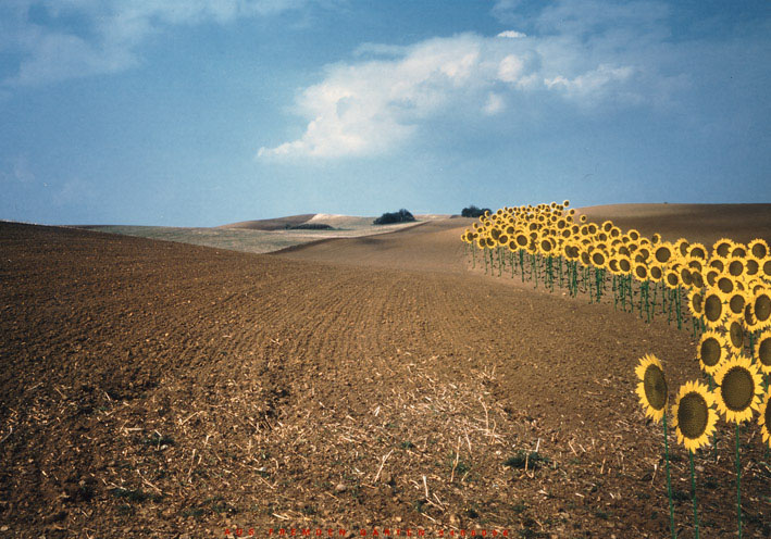 Caroline Dlugos, Aus fremden Gärten (Sonnenblumen), 1994