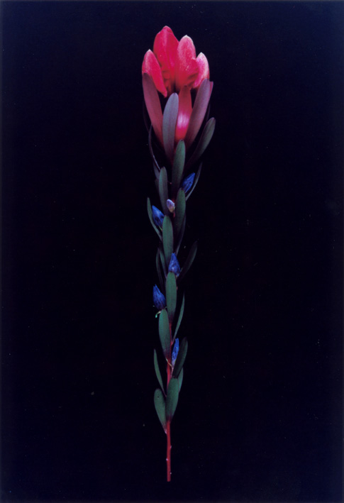 Dieter Huber, Klone#12, 1994–1995, aus der Serie: Klones, 1993–1999