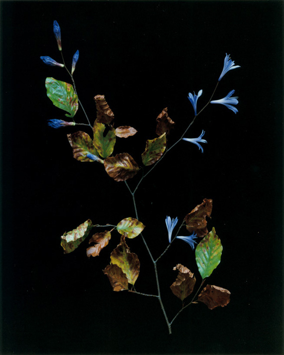 Dieter Huber, Klone#57, 1996, aus der Serie: Klones, 1993–1999