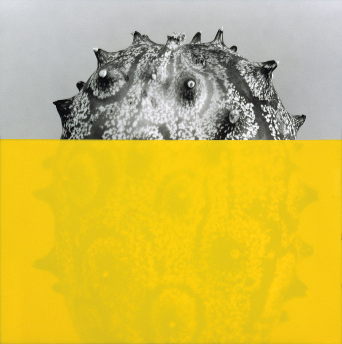 Silvie & Cherif Defraoui, Kiwano, 1988