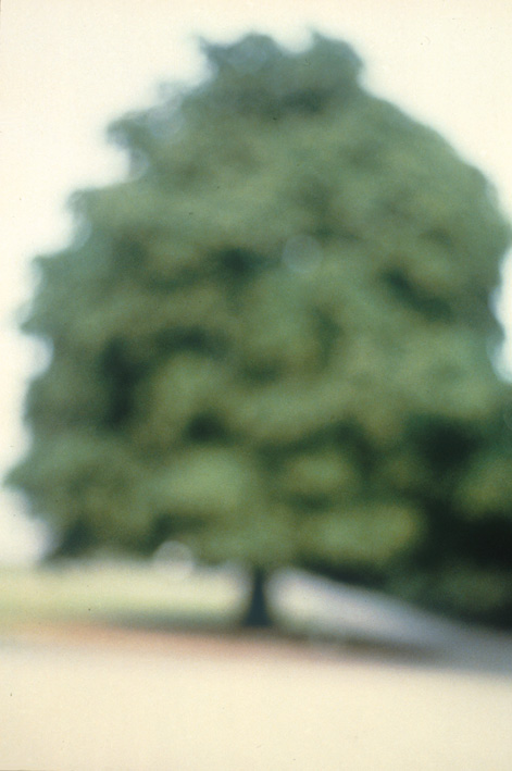 David Armstrong, Ohne Titel, 1999, aus der Serie: Arbor