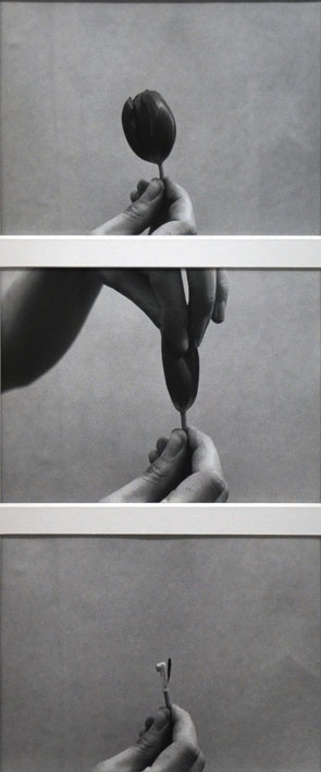 Helmut Schweizer, Ohne Titel, 2005, aus der Serie: Handlungen - Tulpen, 1970–1972