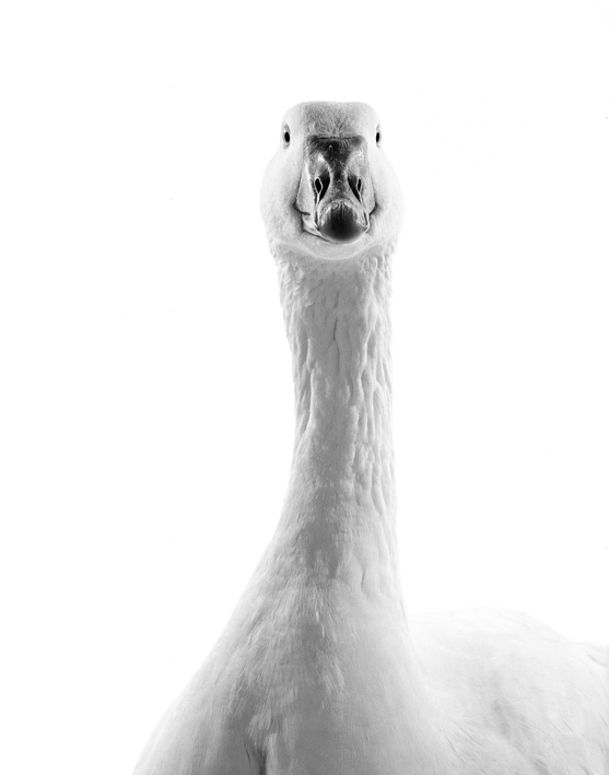 Walter Schels, Gans, 1993, aus der Serie: Tiere