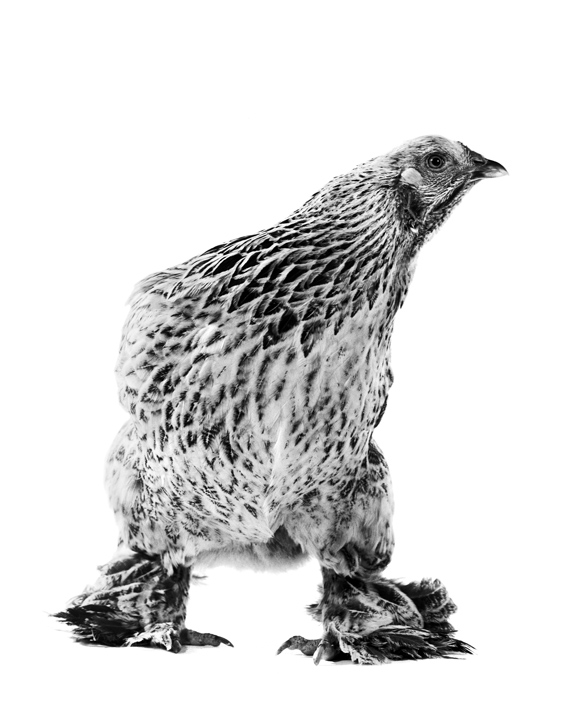 Walter Schels, Zwergperlhuhn, 1995, aus der Serie: Tiere