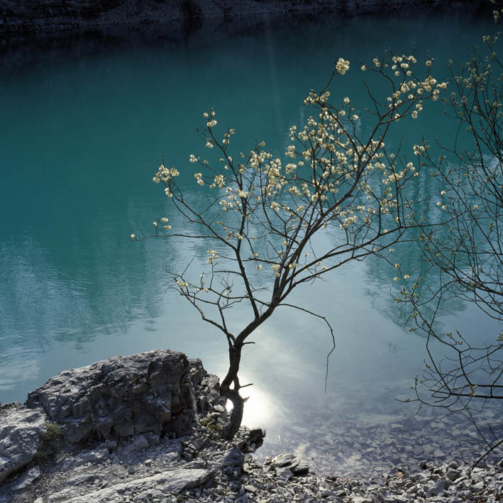Sascha Weidner, Blühende Mandelbaumzweige II [nach Van Gogh], 2003, aus der Serie: Beauty remains