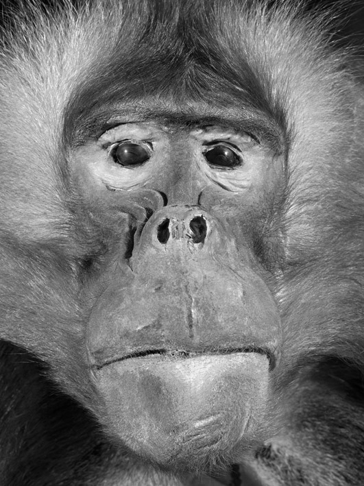 Oleg Kulik, Ohne Titel, 1998, aus der Serie: Dead Monkeys
