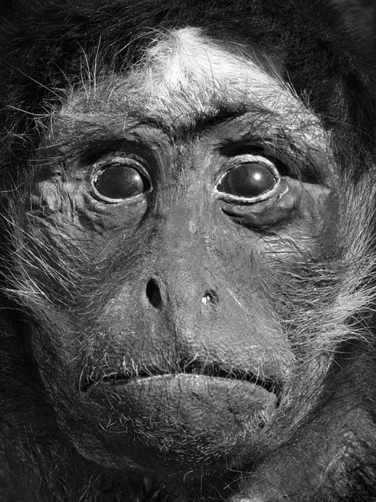 Oleg Kulik, Ohne Titel, 1998, aus der Serie: Dead Monkeys