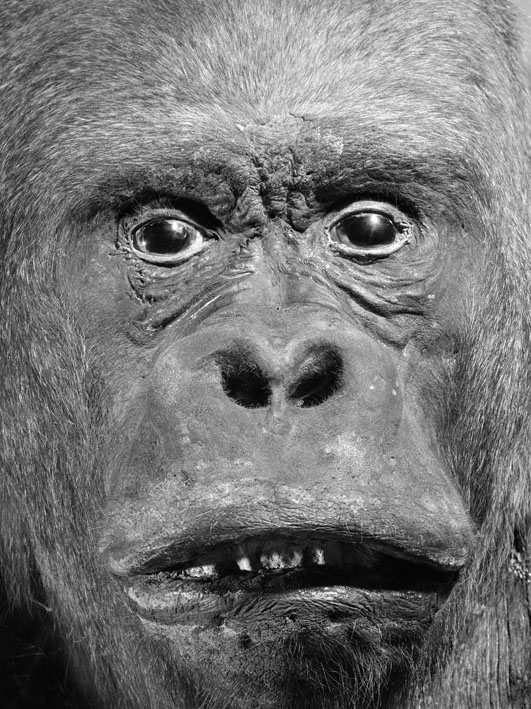 Oleg Kulik, Ohne Titel, 1998, aus der Serie: Dead Monkeys