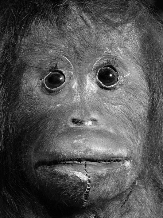 Oleg Kulik, Ohne Titel, 1998, aus der Serie: Dead Monkeys